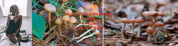 соль курить ск Дмитров